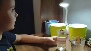 Как посадить авокадо 🥑