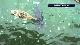 Duckattack