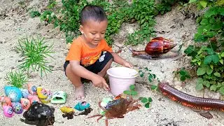 Seru..Menemukan Keong Bekicot Luwing Kaki Seribu Kepiting Cangkang Kelomang Bebek Ayam Warna Warni