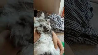 Кот балдюн) Товарищ Бармалей явно на своем месте!