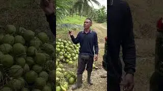 Petir !!!! #durian #durianlover Musuh utama Petani Kelapa Pandan Wangi