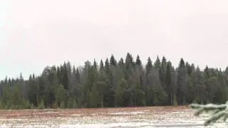Глухарь