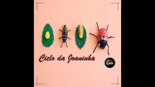 CICLO DA JOANINHA/MODELO DIDÁTICO