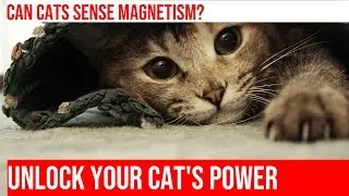 The Mysterious Ability of Cats: Can They Sense Earth's Magnetic Fields?