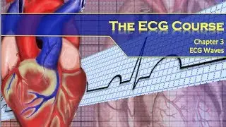 The ECG Course - Waves & Complexes