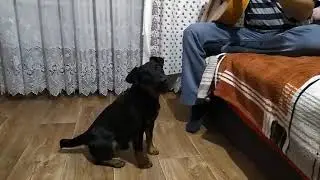 Ягдтерьер поет подгитару