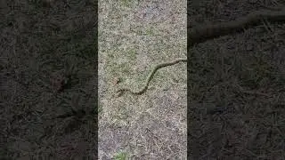 골프장 비암 조심하세유 #골프 #뱀