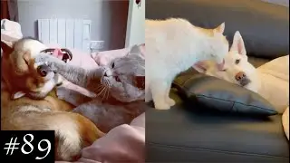 Cats And Dogs Can Be Friends...Or Not? | Funny Cats And Dogs