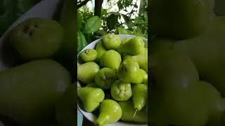Tambis | Makopa | Philippine Fruit | 