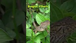 BUNGLON 