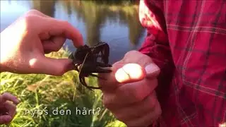 Max med kräftfiske, MAX restaurangen, skolstart, trollar & superfinal