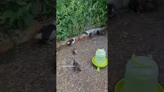 little chicks gone wild 🐤😁🤗 #hoftiergarten #Küken #chicken
