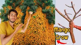 Reaction video best How to grow Mango  tree
