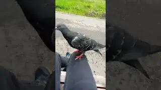 #гуль#голубь#наглыйголубь
