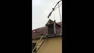 голуби красные Донбасса Олег Лепа