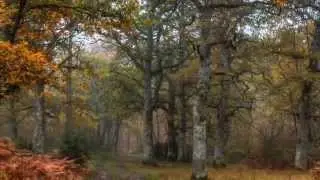 Navarra 006 Valle de la Ultzama Bosque de Orgi en Otoño