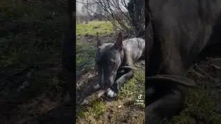 Петя бультерьер 