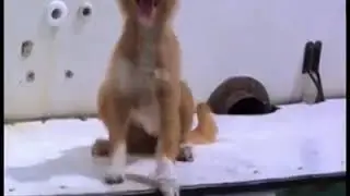 Дельфин спас собаку.