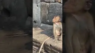 Baby monkey in Cambodia