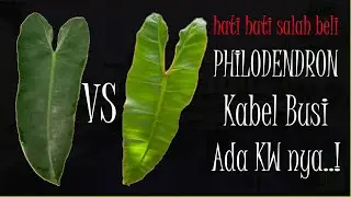 JANGAN SALAH BELI Ini Cara Bedakan Kabel Busi ORI VS KW | PHILODENDRON BILLIETIAE VS ATABAPOENSE