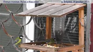 У кормушки. Синицы. 20.12.2017г.