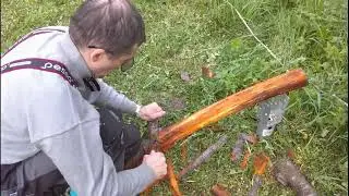 Сезон одуванчиков!