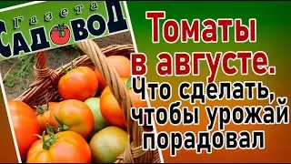 ТОМАТЫ В АВГУСТЕ. Что сделать, чтобы урожай порадовал