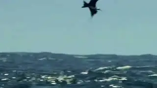Peixes voadores fugindo de predador