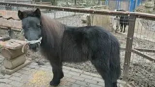 Салон красоты для Пони 🐎 Парк Миниатюр 🌲
