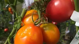 Сбор томатов! Здравствуй, Осень🍁🍁🍁🍁🍁 золотая!!!