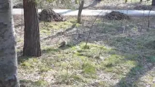 Академгородок. Ранняя весна