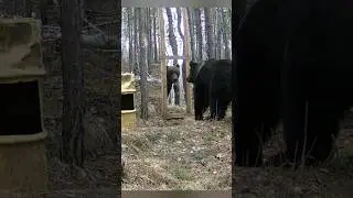 Вот и встретились после долгой зимы. #медведь #фотоловушка