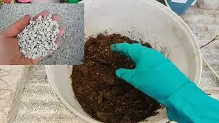 Transplanting cassette blueberry seedlings. March 8, 2024. Stavropol.