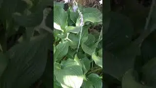 Black Rat Snake Shedding