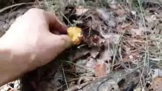 Лисичка (Cantharellus cibarius) спряталась во мхах