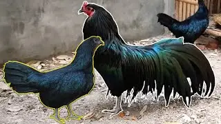 Sumatran Chicken - Everything you need to know