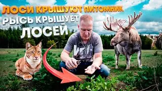 🤷🏻‍♂️ЧТО ТВОРЯТ ЛОСИ, зайцы и мыши! -20 млн руб убытки 2024