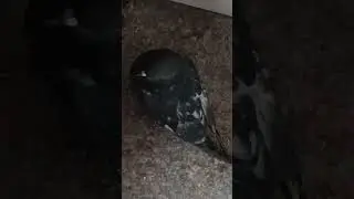 #Голубь #который #ничего не #боится