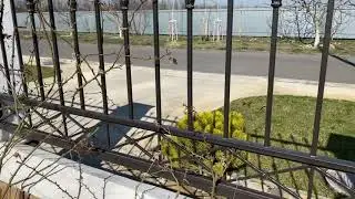 Первая обрезка плетистых роз! Вперёд!