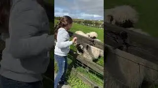 Black face sheep in Ireland. #ireland #sheep #sheepfarming