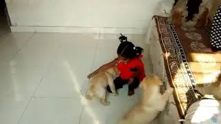 Labrador puppies and kids
