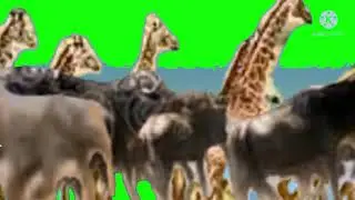 African Animal Photo Stampede Green Screen for 