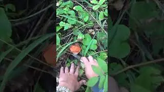 Грибы #грибы