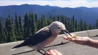 Manning Park Visit #2 Canada Day 2017