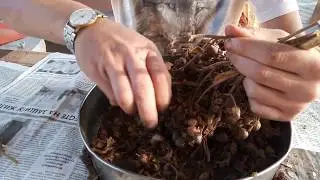 Семена табака с Кубани.