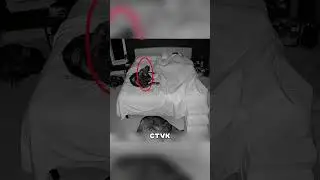 Верные псы приняли ЗАЩИТУ хозяйки 😱💥🐕