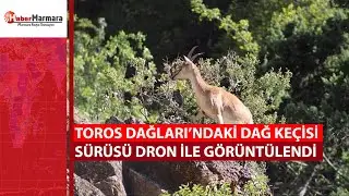 Toros Dağları’ndaki dağ keçisi sürüsü dron ile görüntülendi