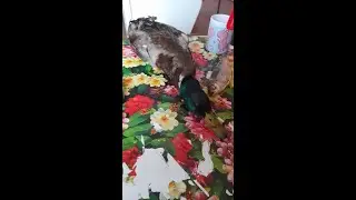 Весенняя  охота   и  рыбалка