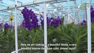 Anco Pure Vanda (english subtitles)