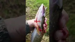 рыбалка весной. щука на бресну.